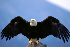 Wingspan Bald Eagle4916817102 300x200 - Wingspan Bald Eagle - Wingspan, Eagle, Bald, Apple